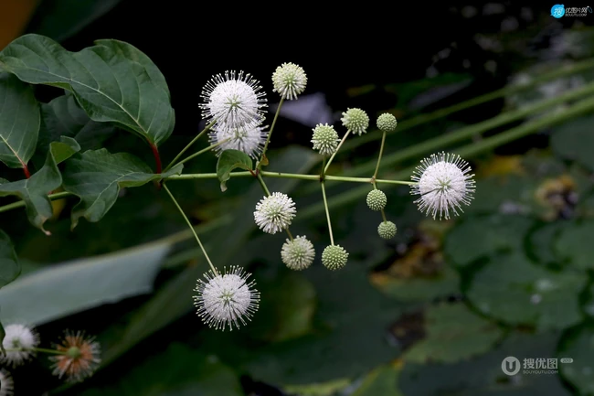 风箱树（假杨梅、水杨梅、珠花树梅））高清植物摄影图片