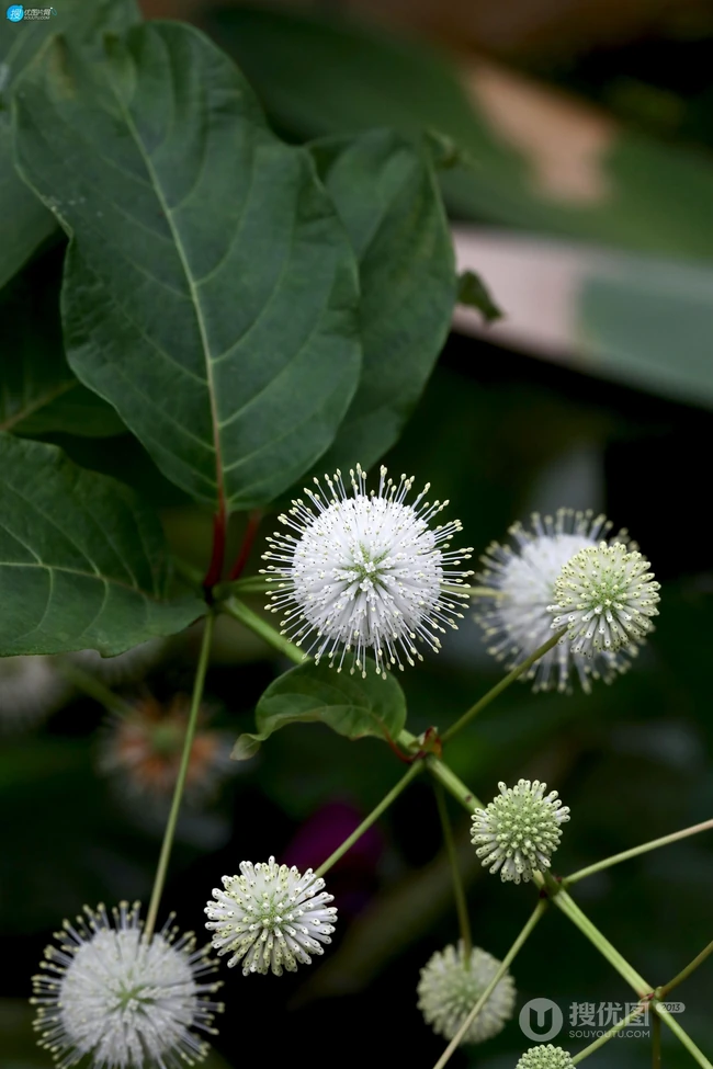 风箱树（假杨梅、水杨梅、珠花树梅））高清植物摄影图片