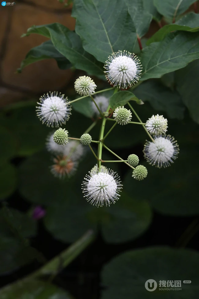 风箱树（假杨梅、水杨梅、珠花树梅））高清植物摄影图片