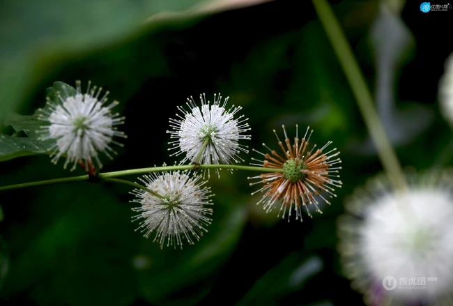 风箱树（假杨梅、水杨梅、珠花树梅））高清植物摄影图片