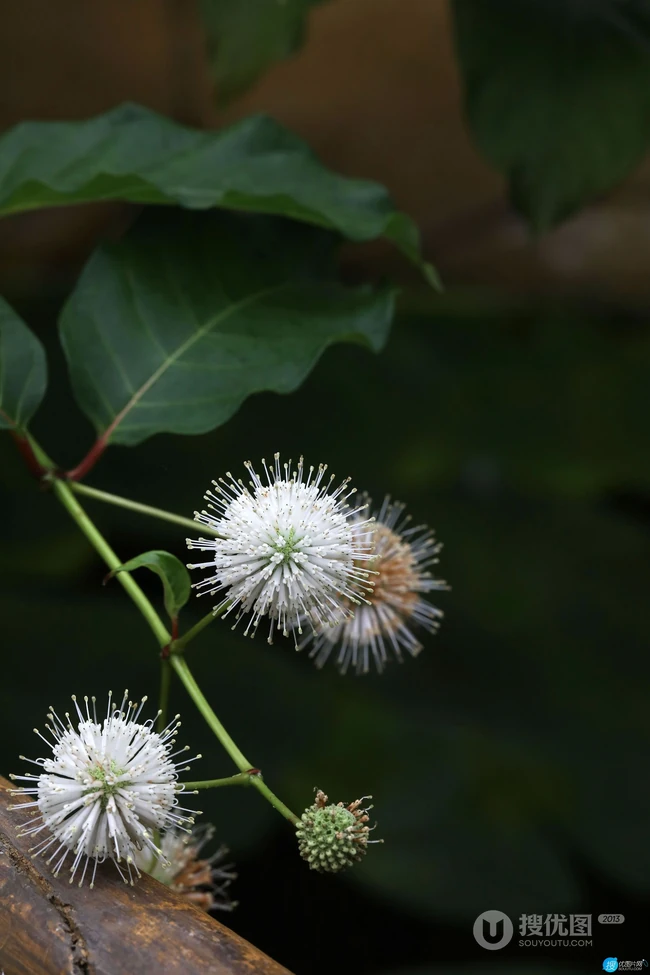 风箱树（假杨梅、水杨梅、珠花树梅））高清植物摄影图片