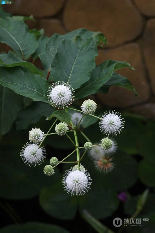 风箱树（假杨梅、水杨梅、珠花树梅））高清植物摄影图片