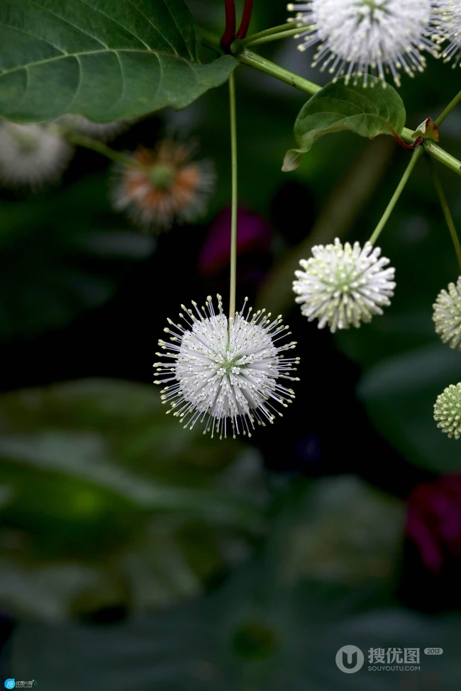 风箱树（假杨梅、水杨梅、珠花树梅））高清植物摄影图片