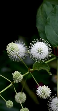风箱树（假杨梅、水杨梅、珠花树梅））高清植物摄影图片