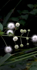 风箱树（假杨梅、水杨梅、珠花树梅））高清植物摄影图片