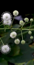 风箱树（假杨梅、水杨梅、珠花树梅））高清植物摄影图片