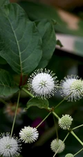 风箱树（假杨梅、水杨梅、珠花树梅））高清植物摄影图片