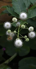 风箱树（假杨梅、水杨梅、珠花树梅））高清植物摄影图片