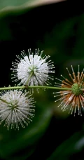 风箱树（假杨梅、水杨梅、珠花树梅））高清植物摄影图片