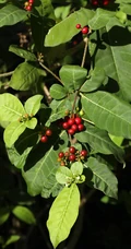 红色小果，果汁可作墨水和黑色染料的四叶萝芙木高清户外摄影美照