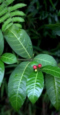红色小果，果汁可作墨水和黑色染料的四叶萝芙木高清户外摄影美照