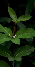 红色小果，果汁可作墨水和黑色染料的四叶萝芙木高清户外摄影美照