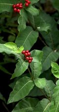 红色小果，果汁可作墨水和黑色染料的四叶萝芙木高清户外摄影美照