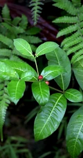 红色小果，果汁可作墨水和黑色染料的四叶萝芙木高清户外摄影美照