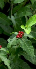 红色小果，果汁可作墨水和黑色染料的四叶萝芙木高清户外摄影美照