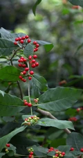 红色小果，果汁可作墨水和黑色染料的四叶萝芙木高清户外摄影美照