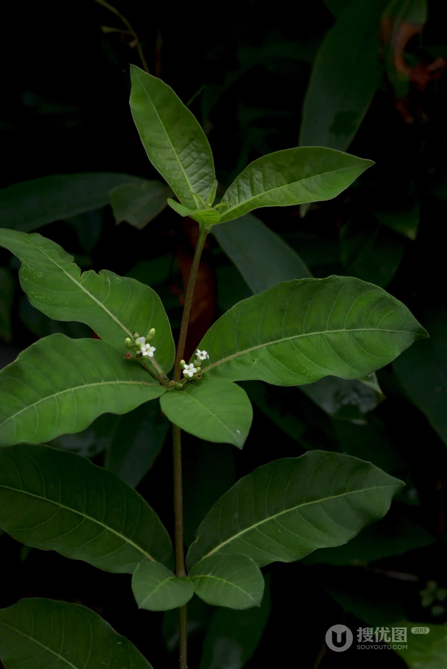 红色小果，果汁可作墨水和黑色染料的四叶萝芙木高清户外摄影美照