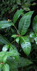 红色小果，果汁可作墨水和黑色染料的四叶萝芙木高清户外摄影美照