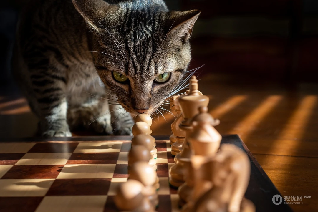 敢对眼吗？来自一只虎斑猫的凝视，国际象棋上的猫壁纸图片