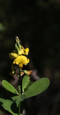 黄色可爱花瓣的吊裙草花朵，枝叶高清户外真实摄影图片