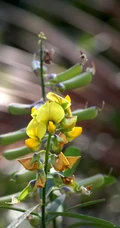 黄色可爱花瓣的吊裙草花朵，枝叶高清户外真实摄影图片