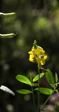 黄色可爱花瓣的吊裙草花朵，枝叶高清户外真实摄影图片