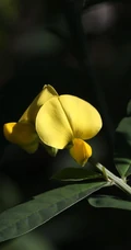 黄色可爱花瓣的吊裙草花朵，枝叶高清户外真实摄影图片