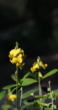 黄色可爱花瓣的吊裙草花朵，枝叶高清户外真实摄影图片