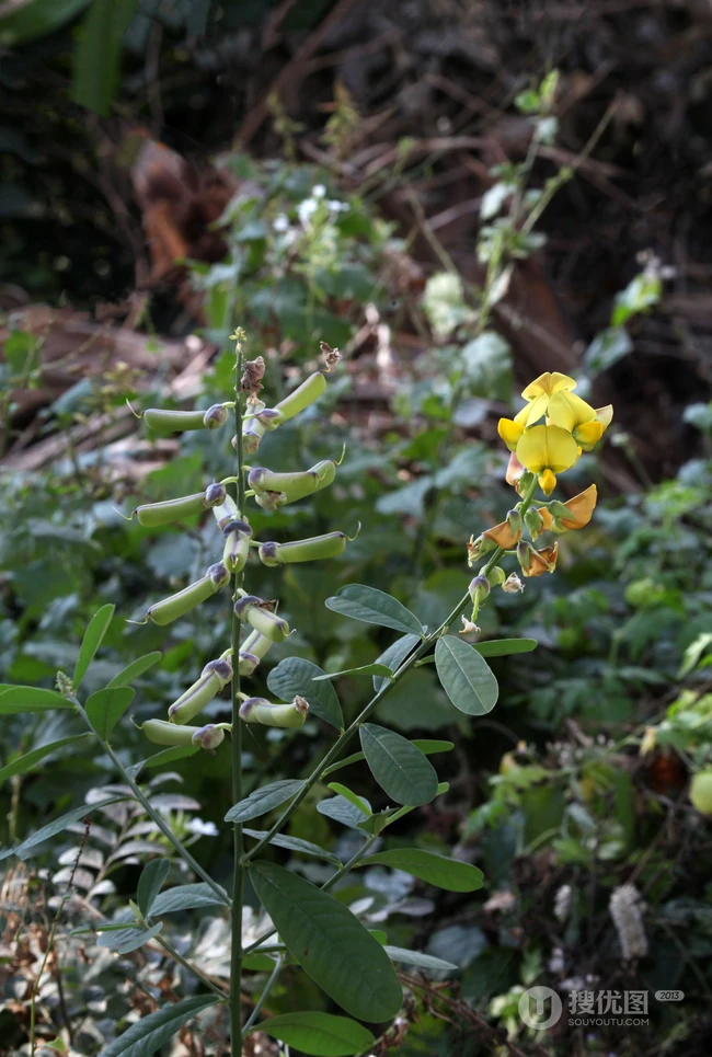 黄色可爱花瓣的吊裙草花朵，枝叶高清户外真实摄影图片
