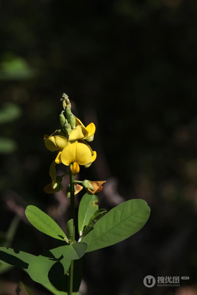 黄色可爱花瓣的吊裙草花朵，枝叶高清户外真实摄影图片