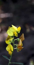 黄色可爱花瓣的吊裙草花朵，枝叶高清户外真实摄影图片