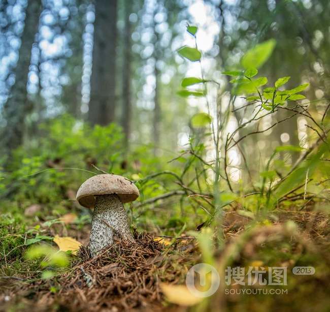 生长在山林，山岭间的各种蘑菇高清摄影图片 第8张