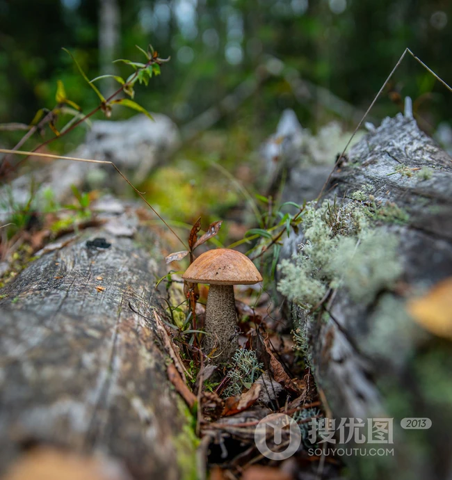 生长在山林，山岭间的各种蘑菇高清摄影图片 第10张