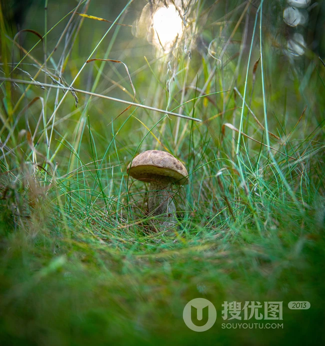 生长在山林，山岭间的各种蘑菇高清摄影图片 第3张