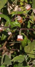 东风草（大头艾纳香），一种极为常见的野草东风草高清图片