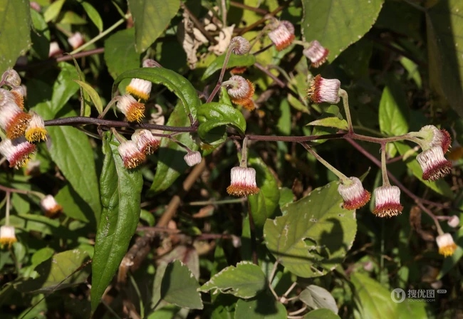 东风草（大头艾纳香），一种极为常见的野草东风草高清图片