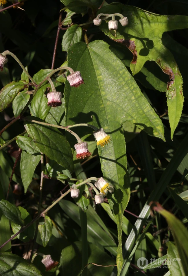 东风草（大头艾纳香），一种极为常见的野草东风草高清图片