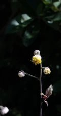 东风草（大头艾纳香），一种极为常见的野草东风草高清图片
