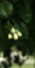 绿叶，白色花朵，常绿小乔木香橼花朵，果实等高清摄影美图