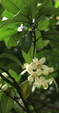 绿叶，白色花朵，常绿小乔木香橼花朵，果实等高清摄影美图