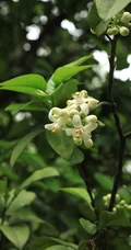 绿叶，白色花朵，常绿小乔木香橼花朵，果实等高清摄影美图