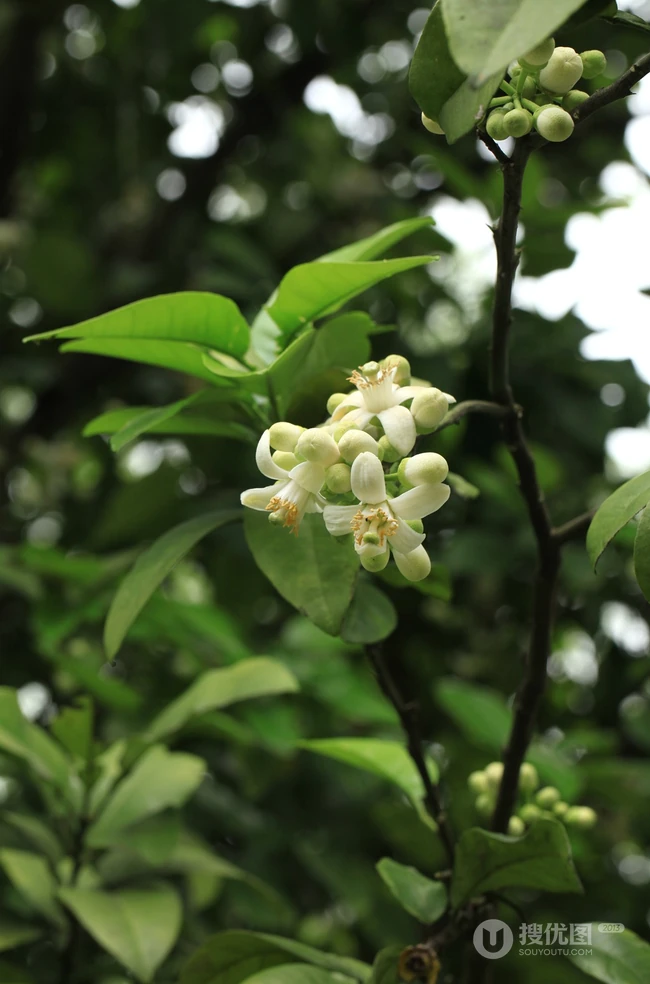 绿叶，白色花朵，常绿小乔木香橼花朵，果实等高清摄影美图
