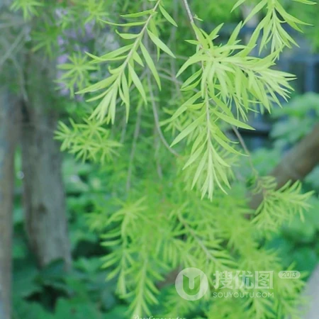 简单，干净，小清新绿色清新风景，植物，小物件等静物微信头像图片