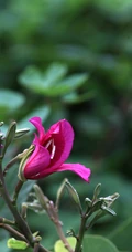 枝叶繁茂，紫红色鲜花朵朵的观赏树木红花羊蹄甲高清摄影图片