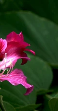 枝叶繁茂，紫红色鲜花朵朵的观赏树木红花羊蹄甲高清摄影图片