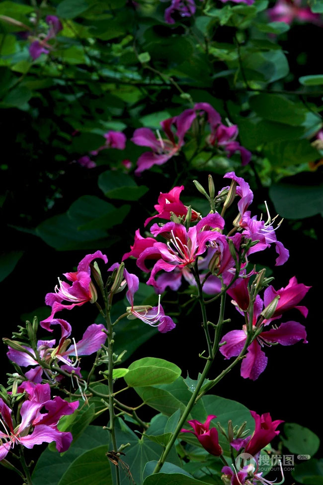 枝叶繁茂，紫红色鲜花朵朵的观赏树木红花羊蹄甲高清摄影图片