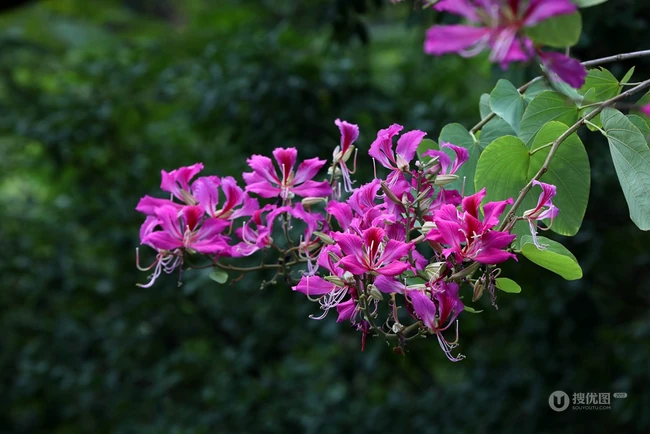枝叶繁茂，紫红色鲜花朵朵的观赏树木红花羊蹄甲高清摄影图片