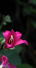 枝叶繁茂，紫红色鲜花朵朵的观赏树木红花羊蹄甲高清摄影图片