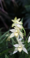 以香著称的花卉，白色花卉的大理素心兰唯美高清户外摄影写真图片