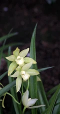 以香著称的花卉，白色花卉的大理素心兰唯美高清户外摄影写真图片